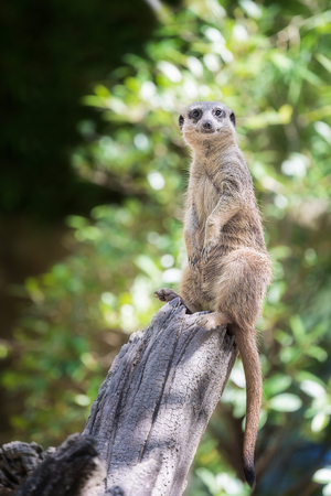 meerkat stand in zoo, animal in zoo, africa,wild,wildlifeの写真素材