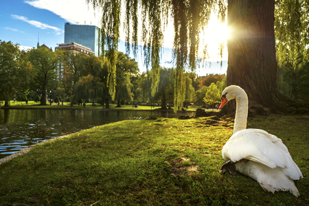 White swan in lake on the paek with green and city background , Boston city, Massachusetts, USAの写真素材