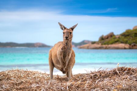 Kangaroo 0n the Lucky beach western Australia, Perthの写真素材