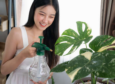 Young asian woman sprays plants in Monstera pots. Woman caring for house plant. Woman taking care of plants at her home, spraying a plant with pure water from a spray bottleの写真素材