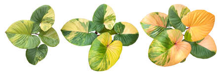 Step of Growing of homalomena rubescens variegated tree, die cut of homalomena rubescens variegated on white backgroundの写真素材