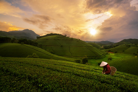 landscape photo for Vietnamese working in tea plantation at long coc mountain, green tea farm in Vietnamの写真素材