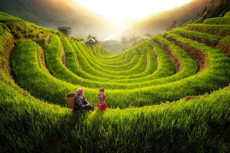 Farmer in Mu cang chai village walking on the mountain and golden rice terraces at Mucangchai town near Sapa city, north of Vietnamの写真素材