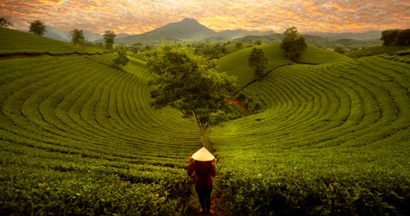 landscape photo for Vietnamese working in tea plantation at long coc mountain, green tea farm in Vietnamの写真素材