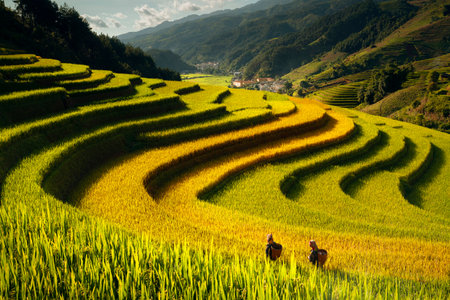 Farmer in Mu cang chai village walking on the mountain and golden rice terraces at Mucangchai town near Sapa city, north of Vietnamの写真素材