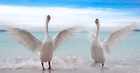 goose in goose house on the beach in Koh Larn, Pattaya, Thailandの写真素材