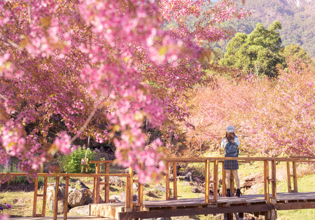 Pink Sakura flower or  cherry blossom at Mae wang district with asian woman traveller on Doi Inthanon mountain national park, Chiang mai, Thailand on winter time about December to Januaryの写真素材