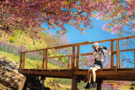 Pink Sakura flower or  cherry blossom at Mae wang district with asian woman traveller on Doi Inthanon mountain national park, Chiang mai, Thailand on winter time about December to Januaryの写真素材