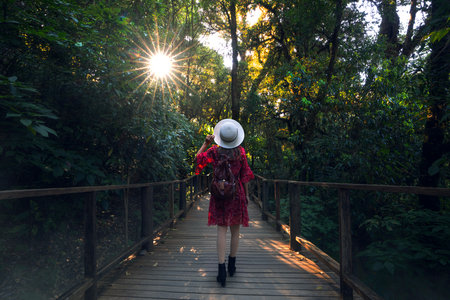 Asian traveller woman walking in Ang ka nature trail in morning time with green nature and tree on the wooded bridge walk way at doi Inthanan national park, Chiang mai, northen of Thailandの写真素材