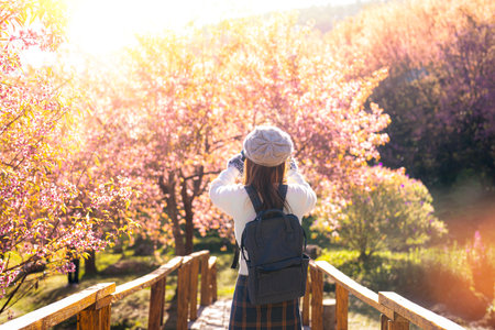 Pink Sakura flower or  cherry blossom at Mae wang district with asian woman traveller on Doi Inthanon mountain national park, Chiang mai, Thailand on winter time about December to Januaryの写真素材