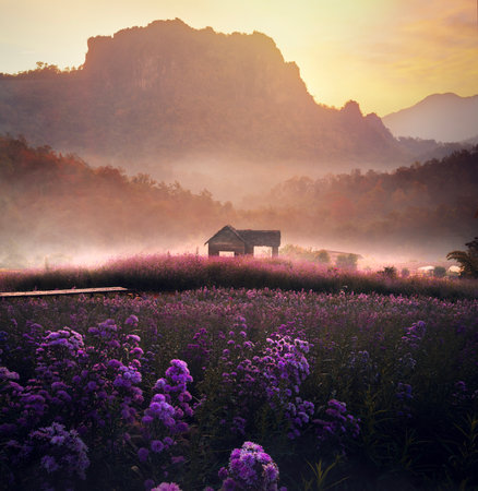 Flower in garden at Phu pha muak with morning sunrise on Doi Inthanon mountain national park, Chiang mai, Chiang dap, Thailand on winter time about December to Januaryの写真素材