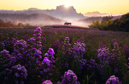 Flower in garden at Phu pha muak with morning sunrise on Doi Inthanon mountain national park, Chiang mai, Chiang dap, Thailand on winter time about December to Januaryの写真素材