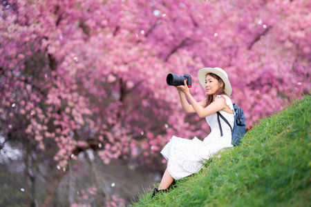 Asian traveller woman middle age take a photo by her digital camera to pink Sakura flower at Chiang mai, Doi inthanon mountain, Thailandの写真素材