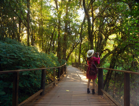 Asian traveller woman walking in Ang ka nature trail in morning time with green nature and tree on the wooded bridge walk way at doi Inthanan national park, Chiang mai, northen of Thailandの写真素材