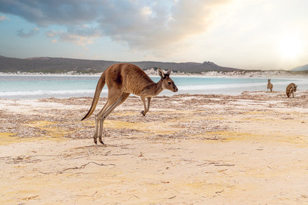 Hopping kangaroo on kangaroo island Australia on the beachの写真素材
