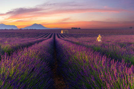 A woman traveller in field of lavender in Provence with balloon background, France.の写真素材