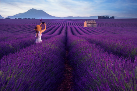 A field of lavender in Provence with balloon background, France.の写真素材