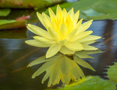 Lotus flower float on the water, water lilly yellow color with reflectionの写真素材