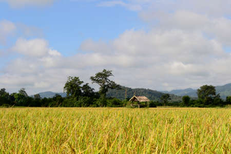 Rice field.の写真素材
