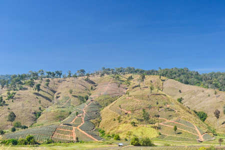 Deforestation. Chart Trakan Districtict,Phitsanulok Province,Thailand.の写真素材