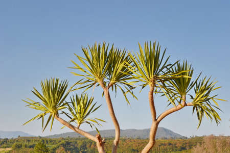 Dracaena loureiri.の写真素材