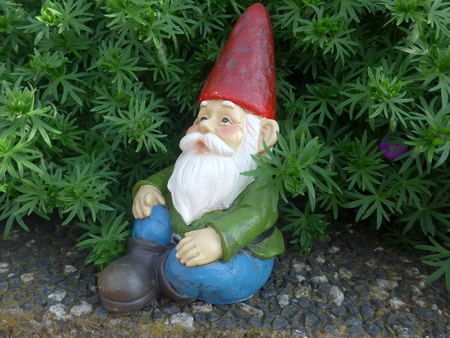 Garden dwarf in front of a green hedgeの写真素材