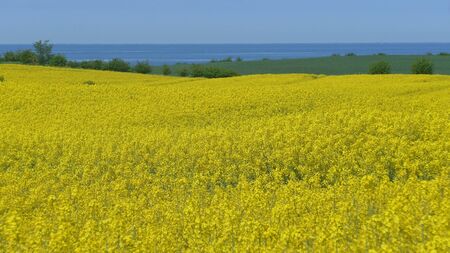 Rape field at the Baltic Sea -の写真素材