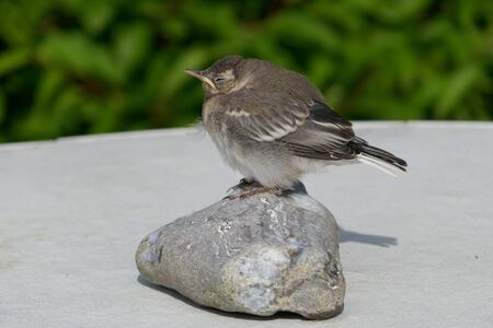 Wagtail, young bird (motacilla alba)の写真素材