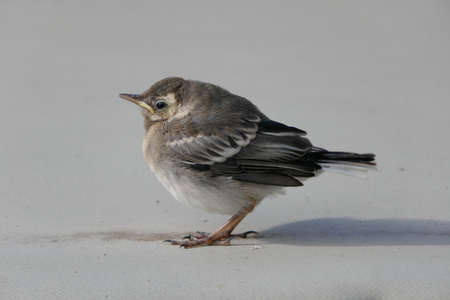 Wagtail, hungry young bird (Motacilla alba)の写真素材