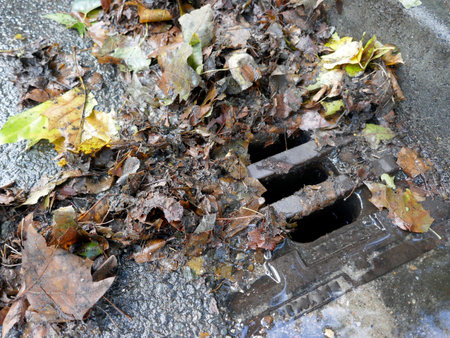 Obstructed sieve, wet leaves on the roadsideの写真素材