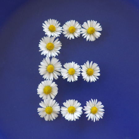 Letter E from white flowers, daisies, bellis perennis, close-up, on blue backgroundの写真素材
