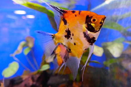 Red devil scalar, a beautiful freshwater aquarium fish