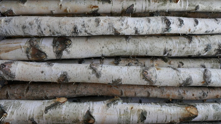 Birch trunks for firewood, building timber or decoration. Betula Papyrifera. Natural wood background.の写真素材