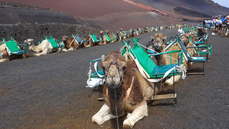 Dromedaries (scientific name Camelus dromedarius) waiting for tourists at Timanfaya National Park, Lanzarote,の写真素材