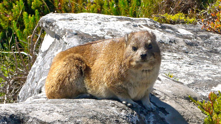 Dassie or Rock Rabbit (Procavia capensis) is a funny animal and likes to be on rocks in South Africa