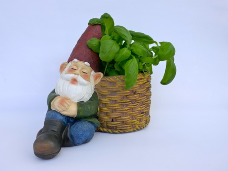 Asleep garden gnome sitting on a brown basket filled with basil. Isolated on white backgroundの写真素材