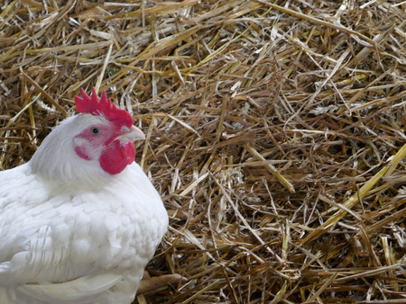 A white rooster sits on straw in a cageの写真素材
