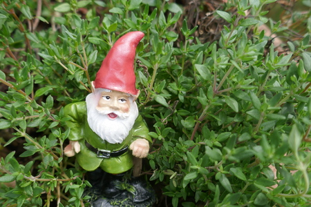 Garden gnome in the herbbedの写真素材
