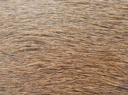 Fur, close-up of an animal fur, background and texture,の写真素材
