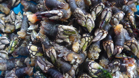 Goose neck barnacles, crustaceans, delicacy seafood. Percebes, Pedunculata, Pollicipes pollicipesの写真素材