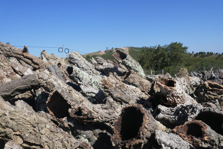 Cork, cork pieces. (Quercus suber) Many pieces of the cork oak bark, natural raw material, ready to...
