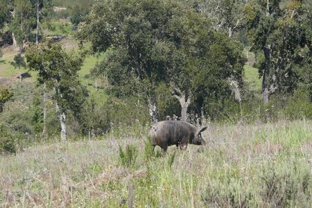 Free-roaming black pig, Pata negra pig, grazing on the extensive natural terrain of a farm in Portugal, in the Alentejo.の写真素材