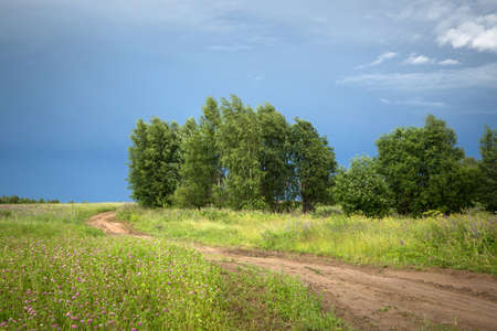 Rural road in field with the birch trees after a heavy stormの写真素材