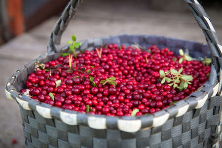 Beautiful ripe berry cranberries in basket after harvestの写真素材
