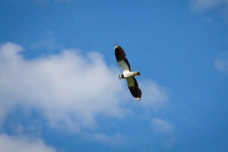Beautiful bird the lapwing (Vanellus vanellus) in flight against blue sky with clouds in summer Sunny dayの写真素材