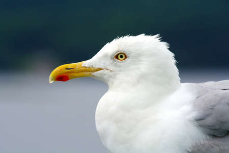 Large beautiful gull breeding ( Larus fuscus) on the Atlantic coast of Europe and along the northern coast of the Russian Federation. Sea gull sitting on the stern of a large ship.の写真素材