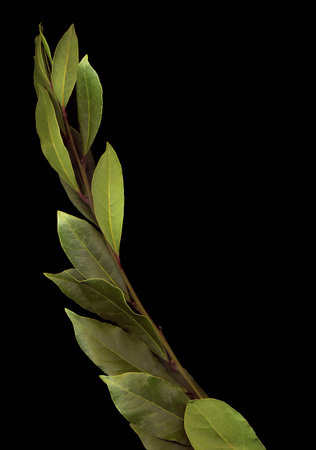 Green branch of Laurel on the black isolate. Scenografia.の写真素材