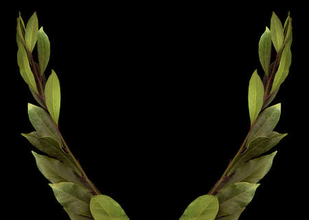 Green branch of Laurel on the black isolate. Scenografia.の写真素材