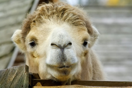 Head large beautiful camel in the rural zoo. Beautiful curly hair on the head, big eyes. A wooden...