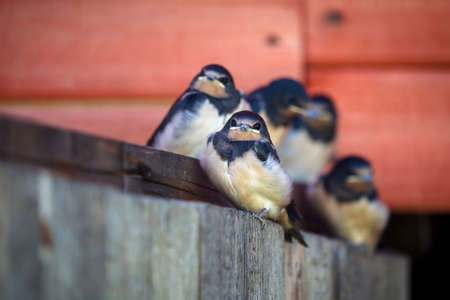 Fluffy young nestlings barn swallows (Hirundo rustica) in an old building. The rural place. Village. Summer season. Clear day. Blurred the background.の写真素材